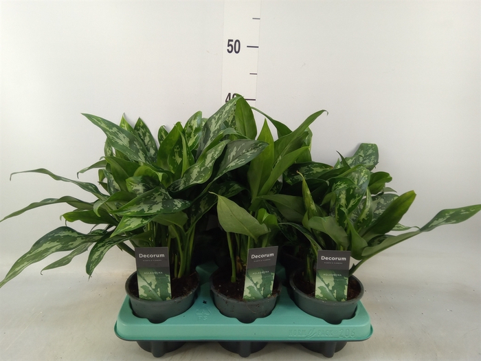 <h4>Aglaonema  'Maria'</h4>
