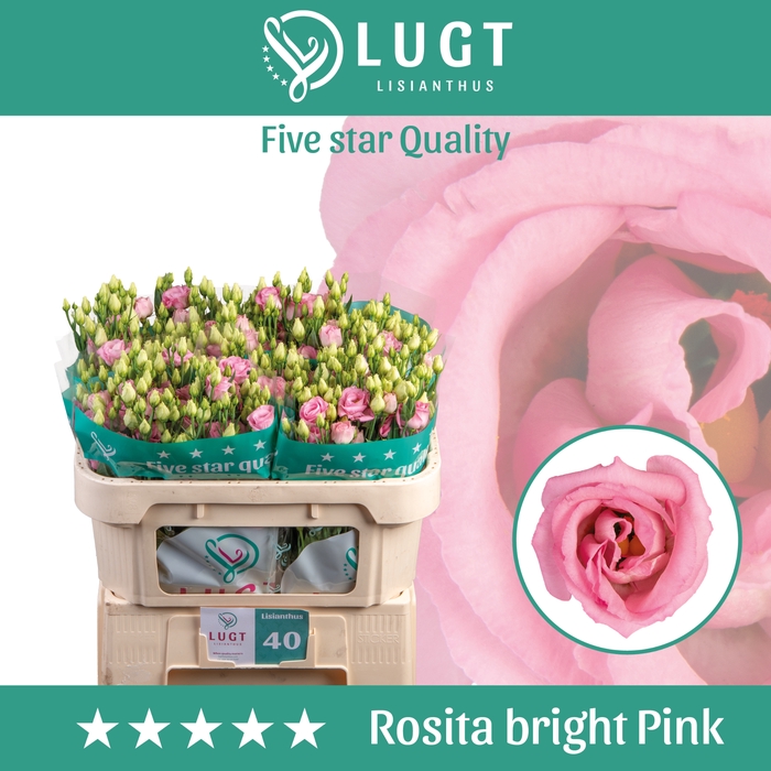 Lisianthus Rosita Bright Pink