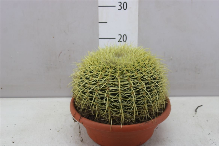 Echinocactus Grusonii P25 1bol