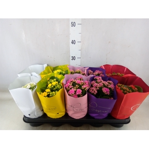 Kalanchoe blos.   ..rosebud rs fl 5