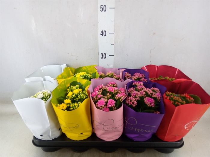 <h4>Kalanchoe blos.   ..rosebud rs fl 5</h4>