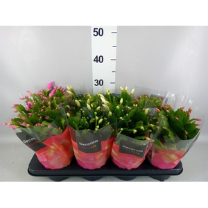 Schlumbergera   ...mix 4