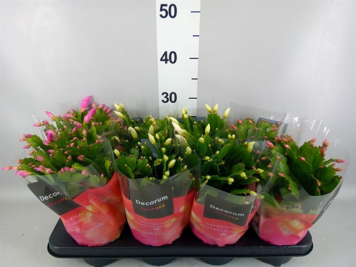 <h4>Schlumbergera   ...mix 4</h4>