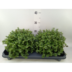 Callisia repens