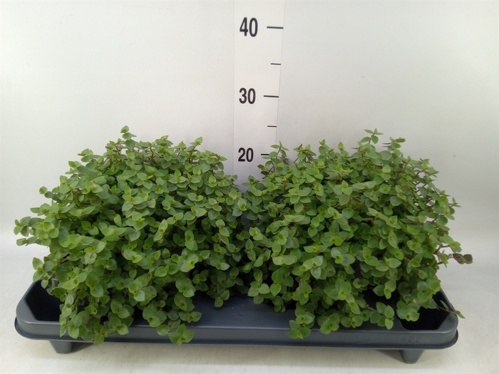 <h4>Callisia repens</h4>