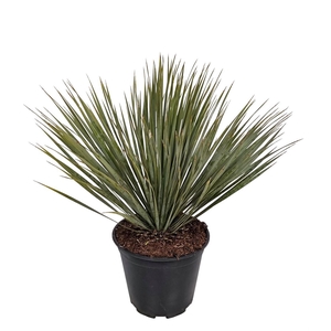 YUC ROSTRATA
