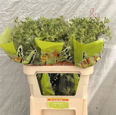 ANIGOZ OVGREEN