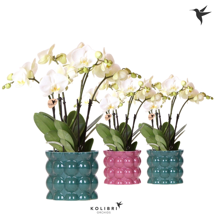 <h4>Kolibri Orchids Phalaenopsis Jewel Ghent 4 spike in Cotton pot green mix</h4>