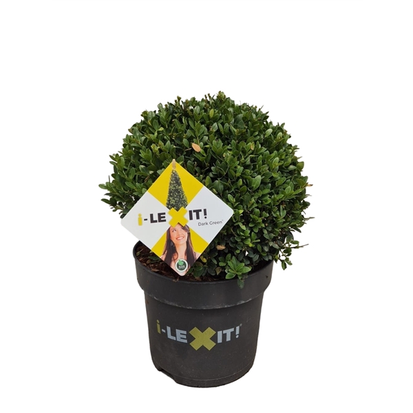 <h4>Ilex crenata Dark Green, P26, Bol Ø30cm</h4>
