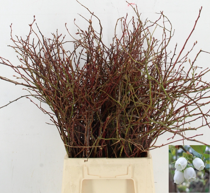 <h4>VACC CORYMBOSUM</h4>