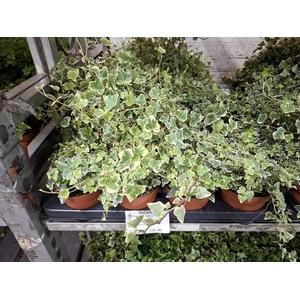 Hedera helix White Wonder