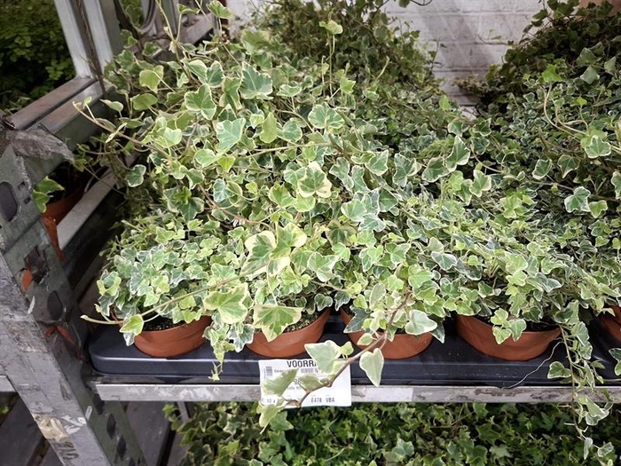 <h4>Hedera helix White Wonder</h4>