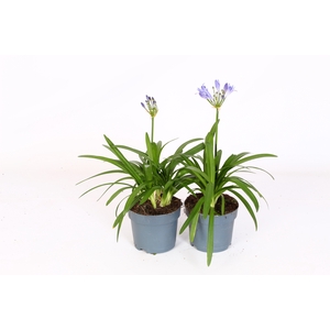 Agapanthus Charlotte blauw. pot 12 cm knoppen boven gewas