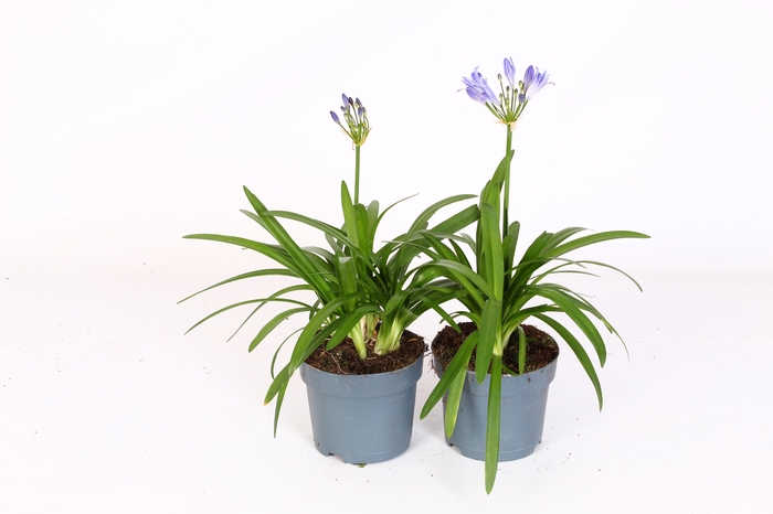 <h4>Agapanthus Charlotte blauw. pot 12 cm knoppen boven gewas</h4>
