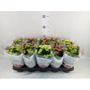 Kalanchoe blos. 'RoyalDon'   ..mix