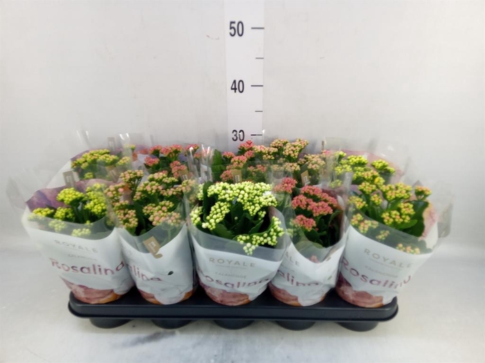 <h4>Kalanchoe blos. 'RoyalDon'   ..mix</h4>
