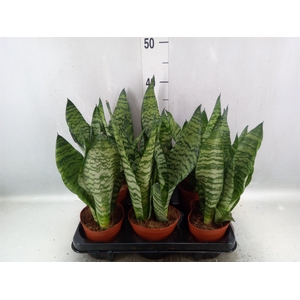 Sansevieria zeylanica