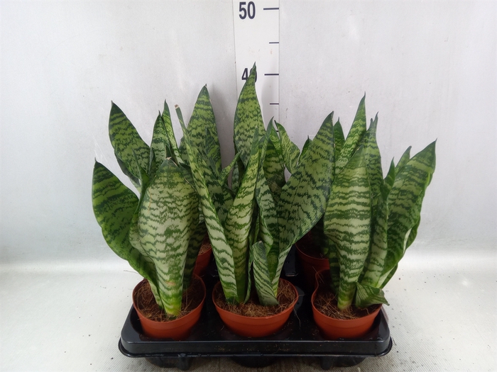 <h4>Sansevieria zeylanica</h4>