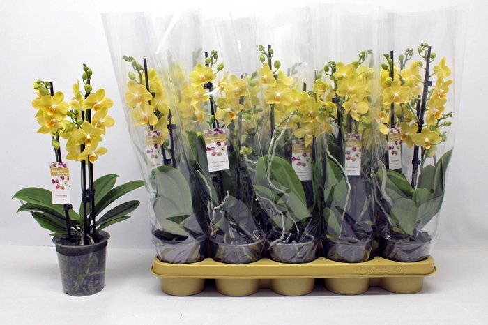 <h4>PHAL OV GEEL</h4>