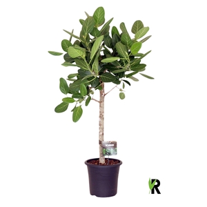 Ficus benghalensis 'Audrey'