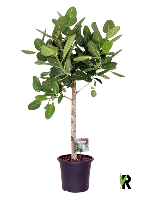 <h4>Ficus benghalensis 'Audrey'</h4>
