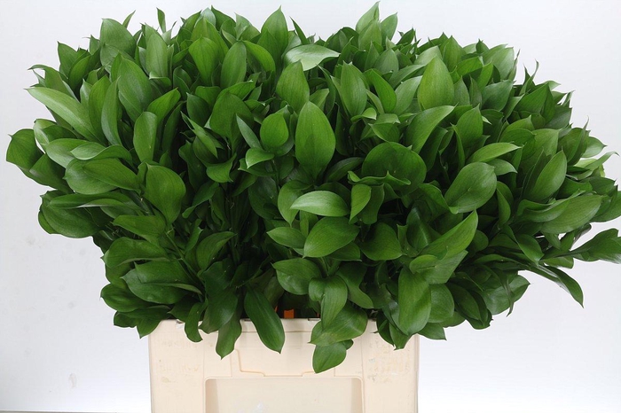 <h4>Ruscus Israel</h4>