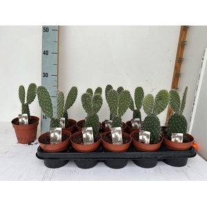 OPUNTIA