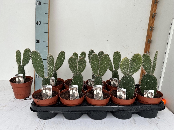 <h4>OPUNTIA</h4>