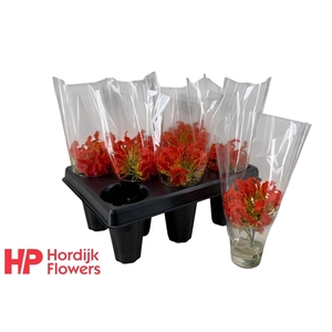 GLORIOSA EXOT ORANGE