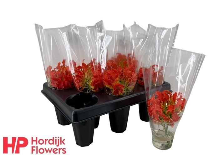 <h4>GLORIOSA EXOT ORANGE</h4>