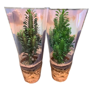 Euphorbia Trigona Rubra en Groen in Desert hoes P17