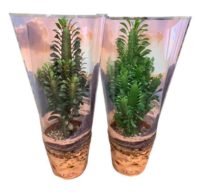 <h4>Euphorbia Trigona Rubra en Groen in Desert hoes P17</h4>