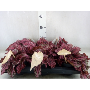 Begonia BD 'MagicColours Lambada'