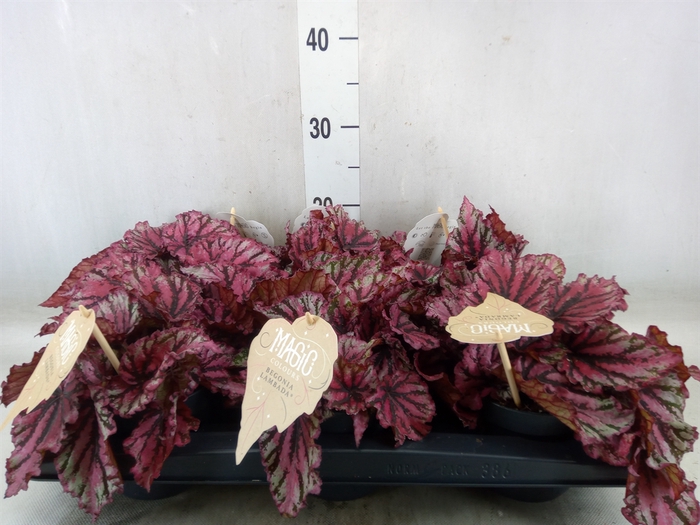 <h4>Begonia BD 'MagicColours Lambada'</h4>