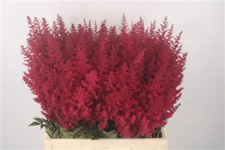 <h4>Astilbe Paul Gaarder Red</h4>
