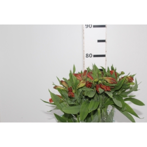 ALSTROEMERIA FLAME 080 CM