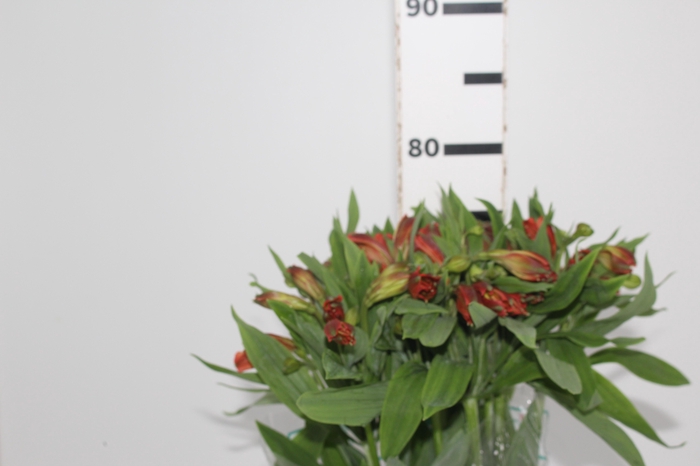 <h4>ALSTROEMERIA FLAME 080 CM</h4>