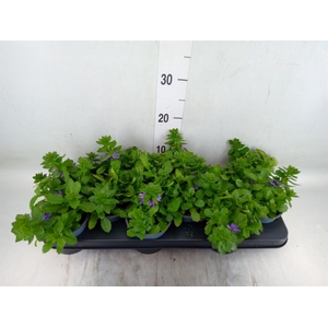 Scaevola aemula 'Blue Touch'