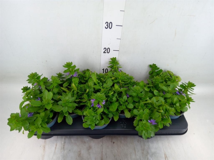 <h4>Scaevola aemula 'Blue Touch'</h4>