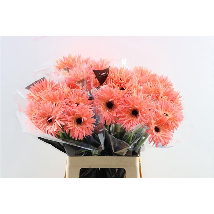 <h4>Ge Gr Spi Sensini</h4>