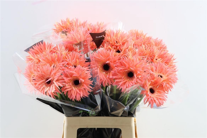 <h4>Ge Gr Spi Sensini</h4>