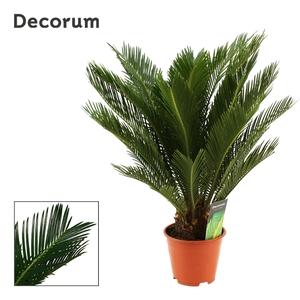 Cycas Revoluta 14 cm Decorum, 10+ veren