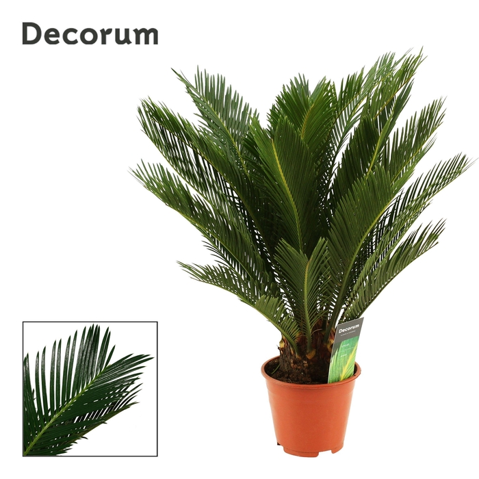 <h4>Cycas Revoluta 14 cm Decorum, 10+ veren</h4>