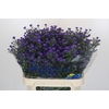 Aster Baby Parade