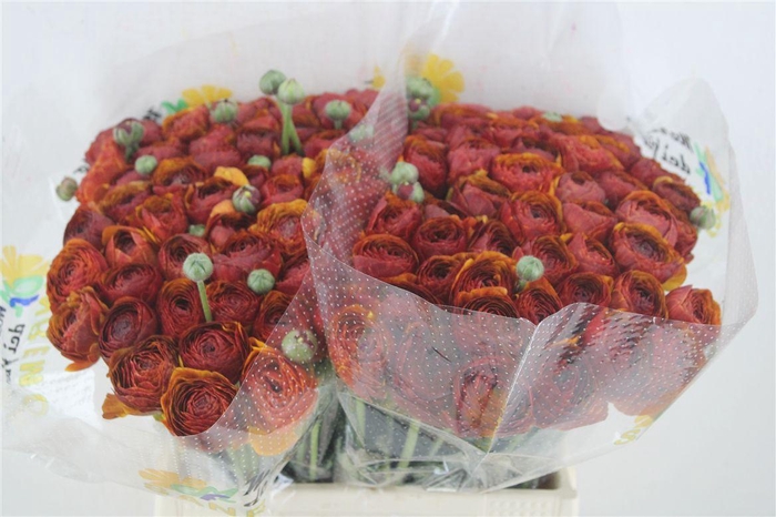 <h4>Ran Cloni 1 Brownie</h4>