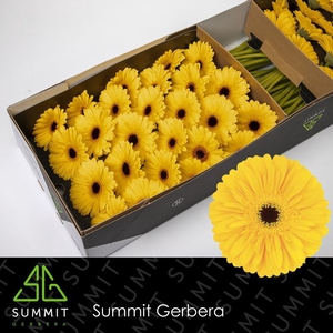 Gerbera Olympic Gold Doos