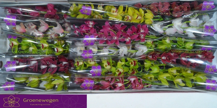 <h4>CYMB MI GEM</h4>