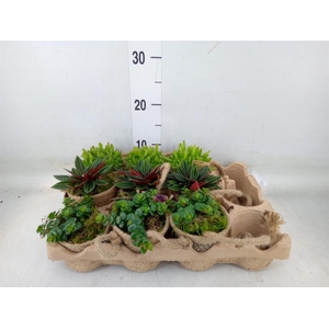 Arr.   Kamerplant Groen L%