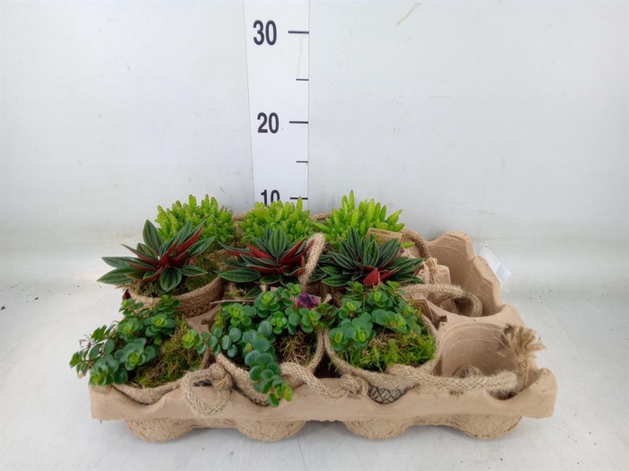 <h4>Arr. Kamerplant Groen L%</h4>