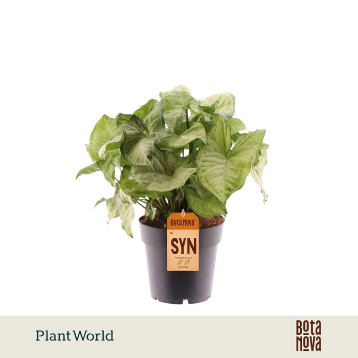 <h4>Syngonium White Butterfly</h4>